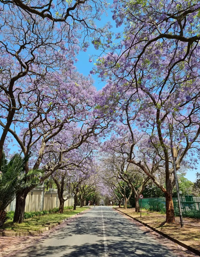 Stock photo: a jacaranda-lined street in Johannesburg